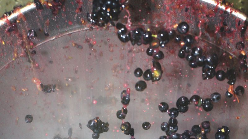 GolfWine Edition, Cryo-Mazeration